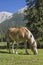 Haflinger horse on a mountain meadow