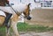 Haflinger horse and rider