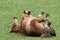 An Haflinger horse rolling on the floor