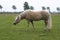 Haflinger horse sneezing