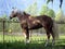haflinger horse stallion