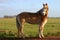 Haflinger horse standing