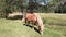 A Haflinger horse with the typical long white mane grazes the grass in a Trentino meadow then approaches the camera in foreground