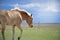 Haflinger horse walking in field