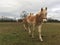 Haflinger horses