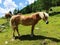 Haflinger horses in idyllic landscape