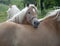 Haflinger horses III