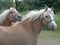 Haflinger horses IV