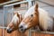 Haflinger horses in stable