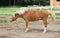 Haflinger Hose shaking head and body to remove dust