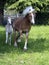 haflinger mare and foal
