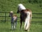 haflinger mare and foal