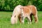 Haflinger mother horse with foal side by side