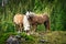 Haflinger Mountain Horse