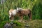 Haflinger Mountain Horse