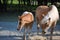 Haflinger and NASH foal