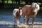 Haflinger and NASH foal