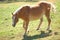 Haflinger Pony