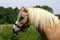 Haflinger pony