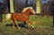 Haflinger Pony, Adult Galloping in Paddock