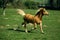 HAFLINGER PONY ADULT TROTTING ON GRASS