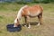 Haflinger pony drinking in a trough