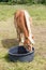 Haflinger pony drinking in a trough