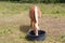 Haflinger pony drinking in a trough