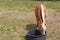 Haflinger pony drinking in a trough