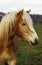 HAFLINGER PONY, HEAD OF ADULT