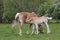 Haflinger pony mare with foal