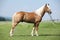 Haflinger stallion