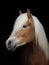 Haflinger Stallion Headshot