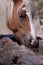 Haflinger at the Watering place