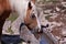 Haflinger at the Watering place