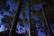 Hagley Park Pines at Night