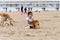 The Hague, Netherlands - May 8, 2015: Children playing at the beach, Scheveningen