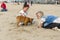 The Hague, Netherlands - May 8, 2015: Children playing at the beach, Scheveningen district in The Hague