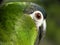 Hahn macaw head head shot green