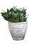 Hahnii, Bowstring Hemp, Devil Tongue, Mother-in-lawâ€™s Tongue or Snake Plant  in pot isolated on white background.