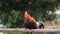 Hai rooster cockerel perched on a bamboo pole watching and waiting for it`s owner in a local Thai village