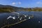 Haigeng wetland park landscape with black headed gull in winter