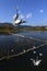 Haigeng wetland park landscape with black headed gull in winter