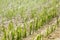 Hail damaged corn field - Storm disaster