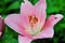 Hail-damaged pink daylily or Hemerocallis flowers