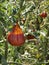 Hail Damaged Tomatoes with mold decaying on a garden tree