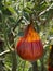 Hail Damaged Tomatoes with mold decaying on a garden tree