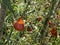 Hail Damaged Tomatoes with mold decaying on a garden tree