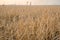 Hail devastation to a wheat field near Stewart Valley, SK