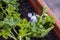 Hail falls on small plants in pots and in the ground during hot summer. Day